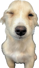 Wink